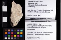 Foto (Objket + Etiketten) von Cracensigillatus acutirostris (Moericke, 1889) 